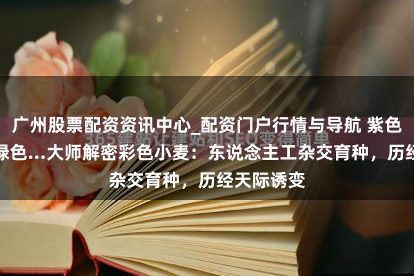广州股票配资资讯中心_配资门户行情与导航 紫色、玄色、绿色...大师解密彩色小麦：东说念主工杂交育种，历经天际诱变